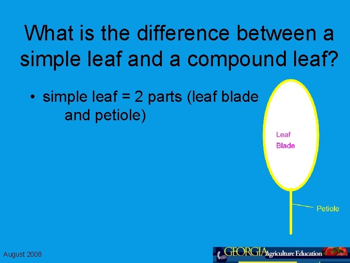 What is the difference between a simple leaf and a compound leaf? • simple