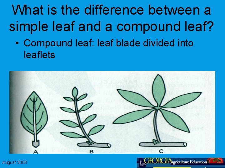 What is the difference between a simple leaf and a compound leaf? • Compound