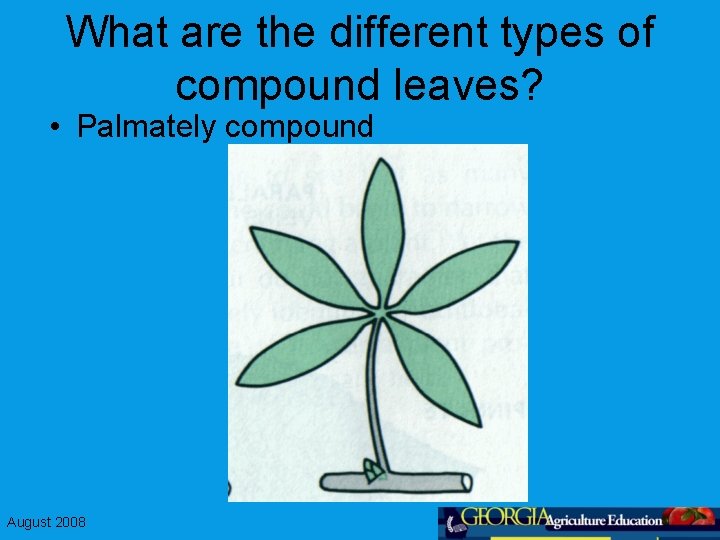 What are the different types of compound leaves? • Palmately compound August 2008 