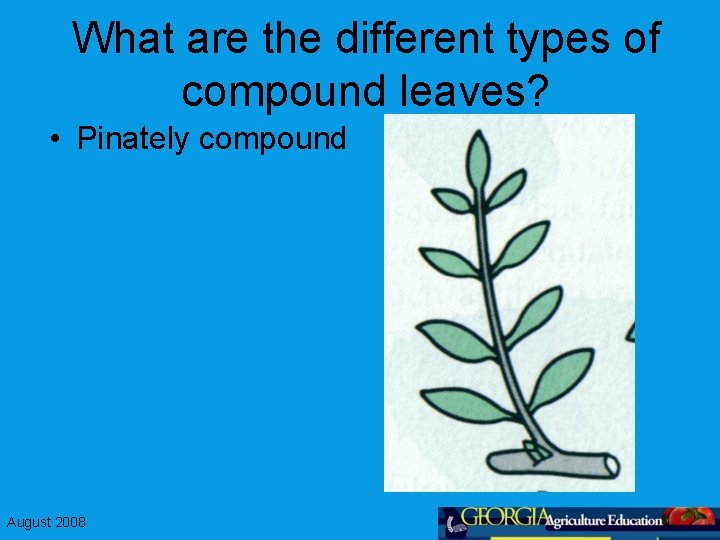 What are the different types of compound leaves? • Pinately compound August 2008 