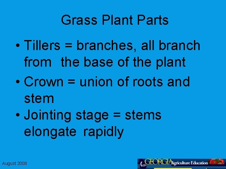 Grass Plant Parts • Tillers = branches, all branch from the base of the