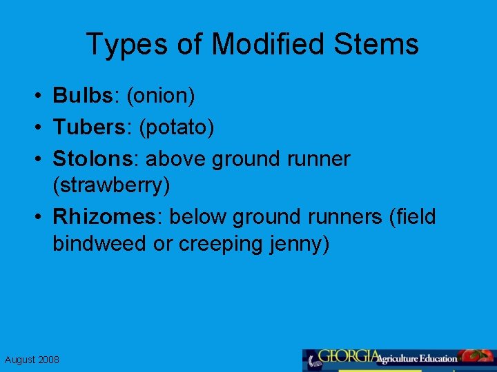 Types of Modified Stems • Bulbs: (onion) • Tubers: (potato) • Stolons: above ground