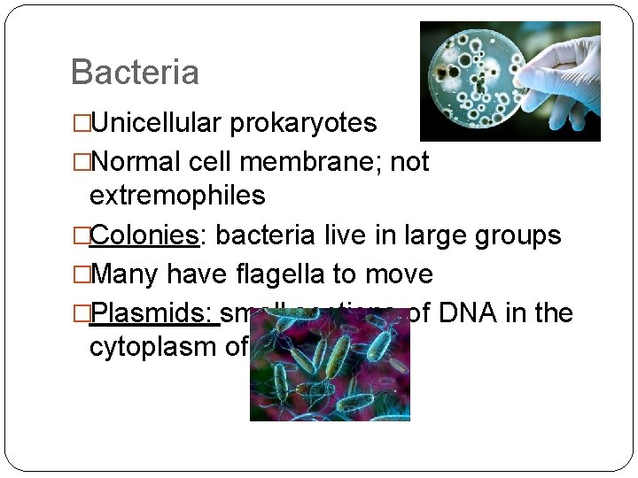 Bacteria �Unicellular prokaryotes �Normal cell membrane; not extremophiles �Colonies: bacteria live in large groups