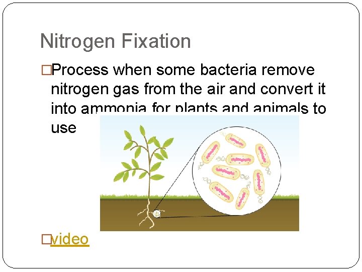 Nitrogen Fixation �Process when some bacteria remove nitrogen gas from the air and convert