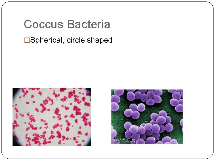 Coccus Bacteria �Spherical, circle shaped 