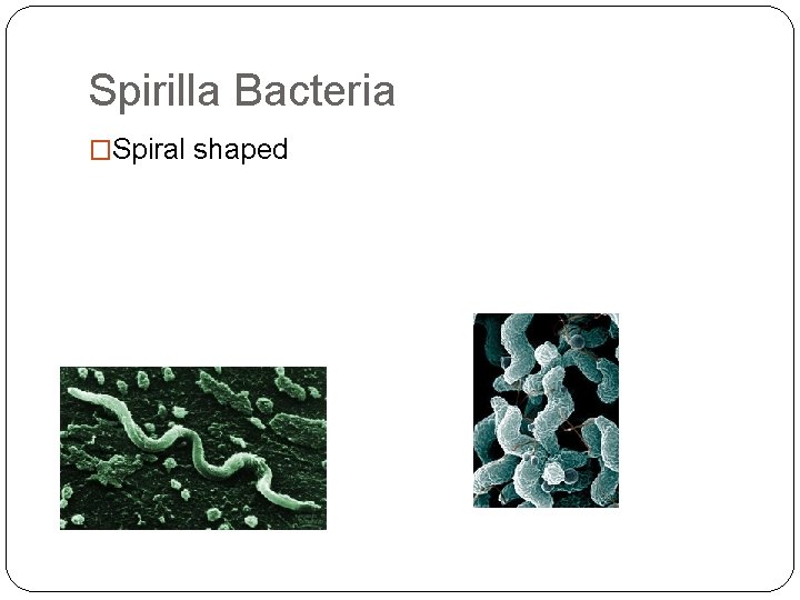 Spirilla Bacteria �Spiral shaped 