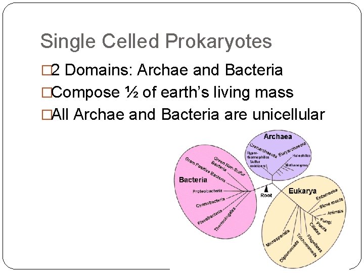 Single Celled Prokaryotes � 2 Domains: Archae and Bacteria �Compose ½ of earth’s living