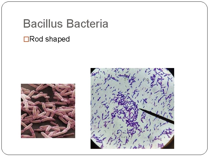Bacillus Bacteria �Rod shaped 