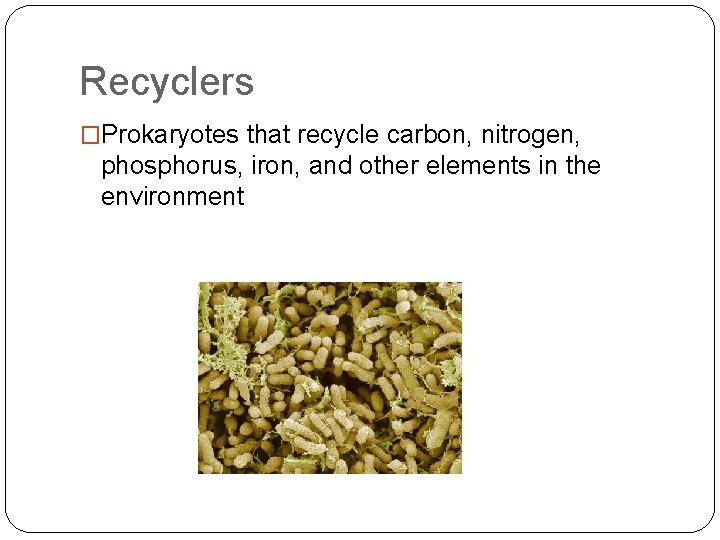 Recyclers �Prokaryotes that recycle carbon, nitrogen, phosphorus, iron, and other elements in the environment