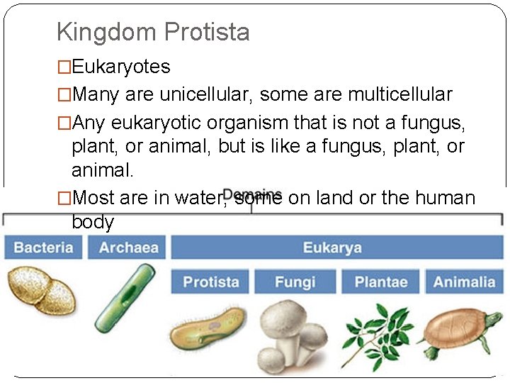Kingdom Protista �Eukaryotes �Many are unicellular, some are multicellular �Any eukaryotic organism that is