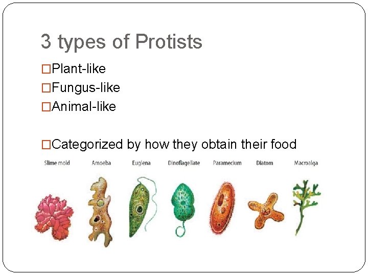 3 types of Protists �Plant-like �Fungus-like �Animal-like �Categorized by how they obtain their food