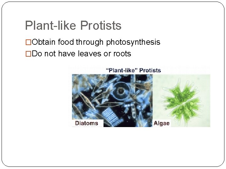 Plant-like Protists �Obtain food through photosynthesis �Do not have leaves or roots 