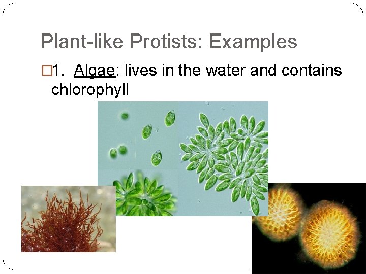 Plant-like Protists: Examples � 1. Algae: lives in the water and contains chlorophyll 