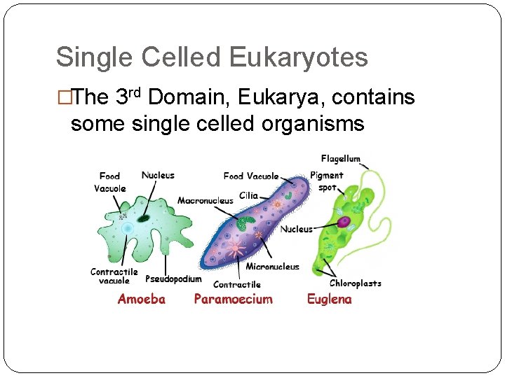Single Celled Eukaryotes �The 3 rd Domain, Eukarya, contains some single celled organisms 