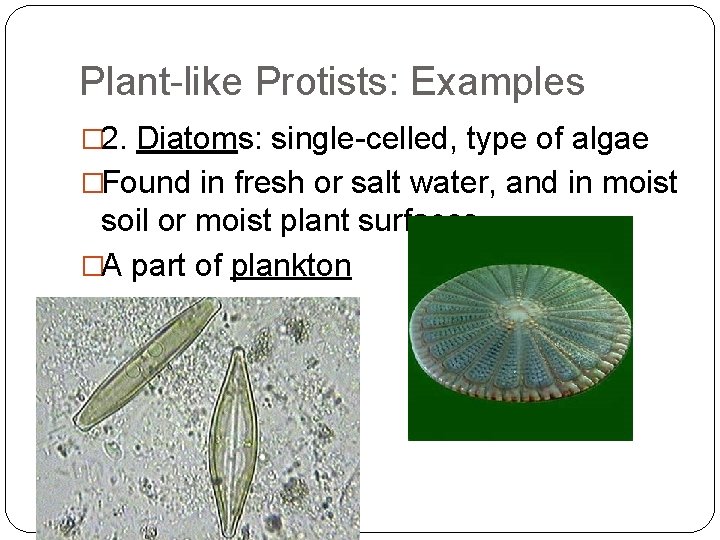 Plant-like Protists: Examples � 2. Diatoms: single-celled, type of algae �Found in fresh or