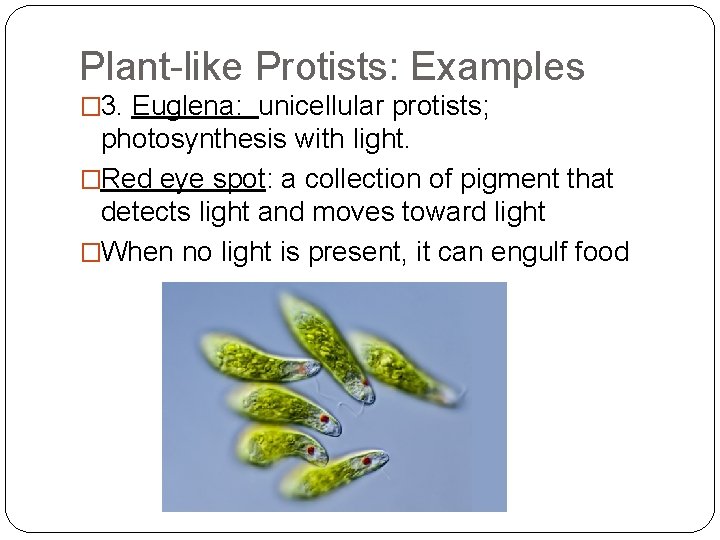 Plant-like Protists: Examples � 3. Euglena: unicellular protists; photosynthesis with light. �Red eye spot: