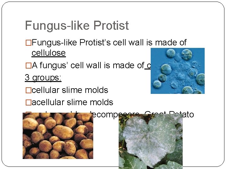 Fungus-like Protist �Fungus-like Protist’s cell wall is made of cellulose �A fungus’ cell wall