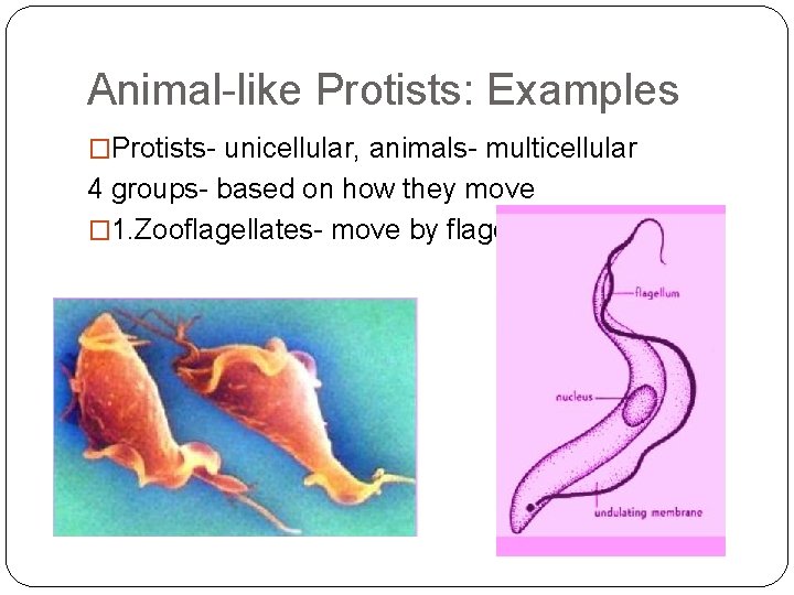 Animal-like Protists: Examples �Protists- unicellular, animals- multicellular 4 groups- based on how they move