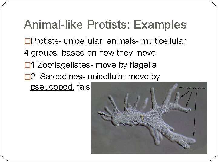 Animal-like Protists: Examples �Protists- unicellular, animals- multicellular 4 groups based on how they move