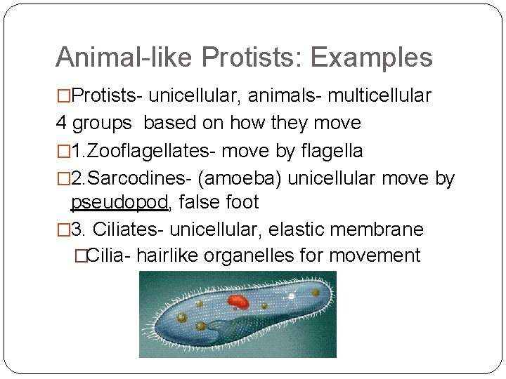 Animal-like Protists: Examples �Protists- unicellular, animals- multicellular 4 groups based on how they move