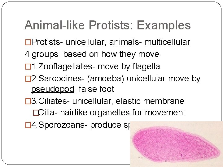 Animal-like Protists: Examples �Protists- unicellular, animals- multicellular 4 groups based on how they move