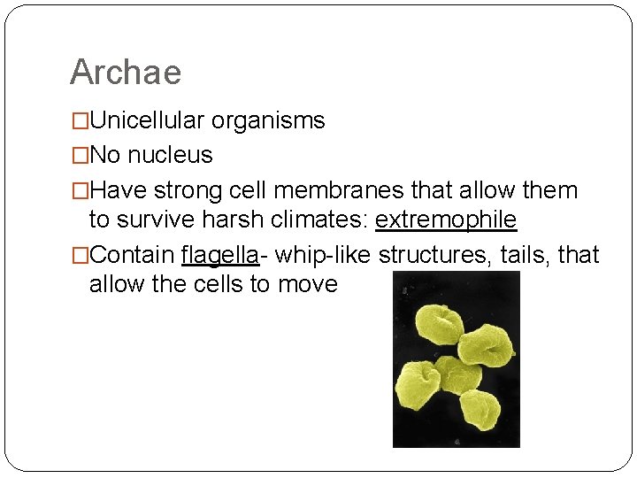 Archae �Unicellular organisms �No nucleus �Have strong cell membranes that allow them to survive