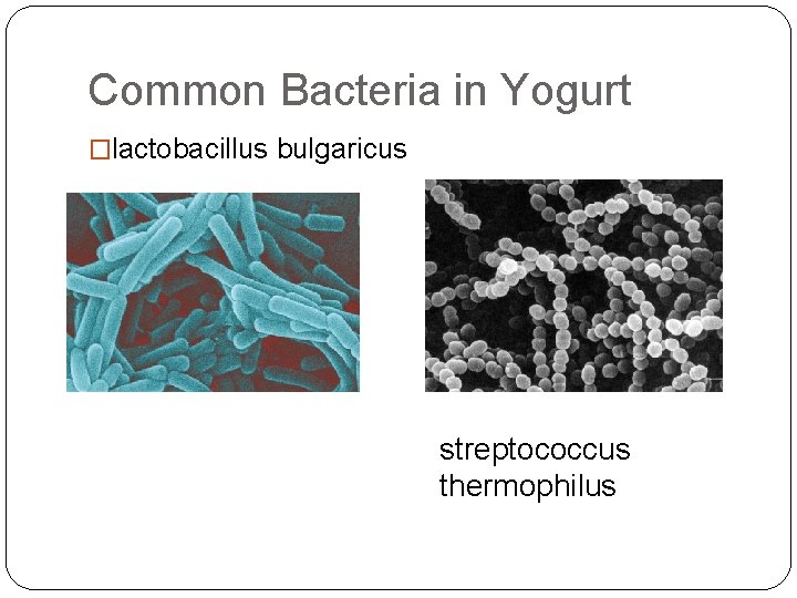 Common Bacteria in Yogurt �lactobacillus bulgaricus streptococcus thermophilus 