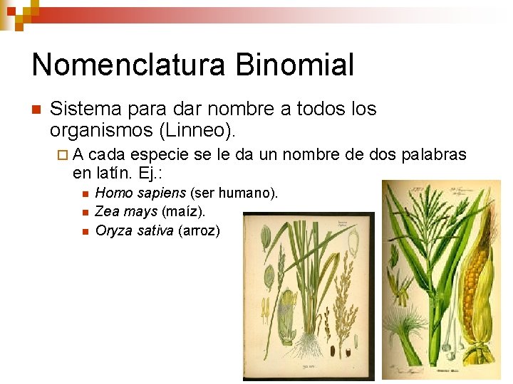 Nomenclatura Binomial n Sistema para dar nombre a todos los organismos (Linneo). ¨A cada