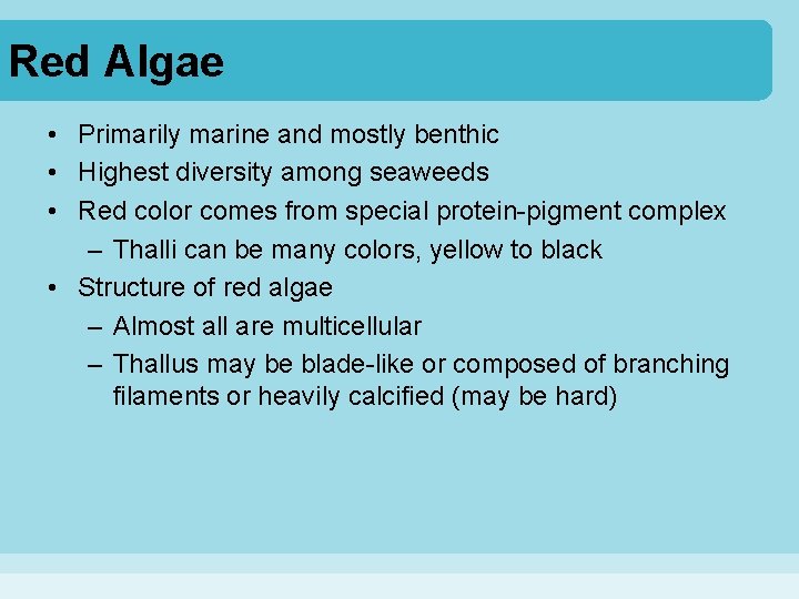 Red Algae • Primarily marine and mostly benthic • Highest diversity among seaweeds •