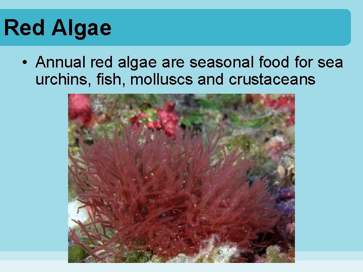 Red Algae • Annual red algae are seasonal food for sea urchins, fish, molluscs