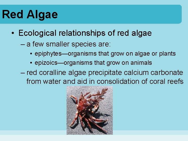 Red Algae • Ecological relationships of red algae – a few smaller species are: