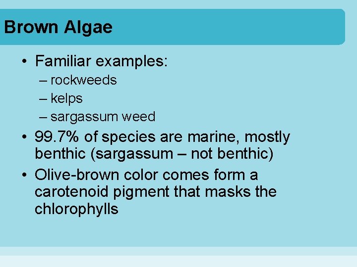 Brown Algae • Familiar examples: – rockweeds – kelps – sargassum weed • 99.