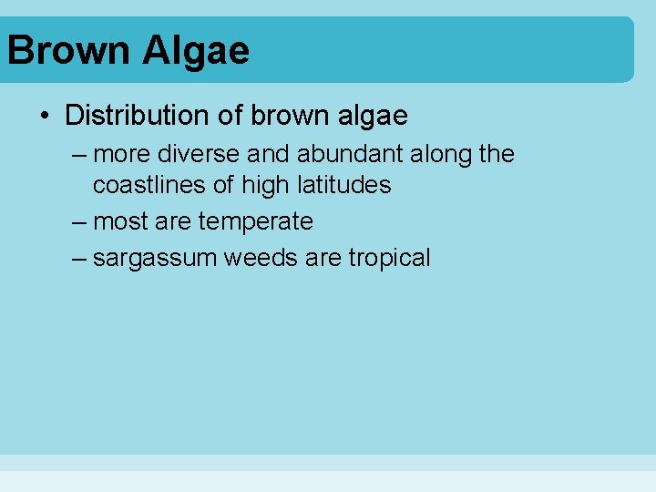 Brown Algae • Distribution of brown algae – more diverse and abundant along the