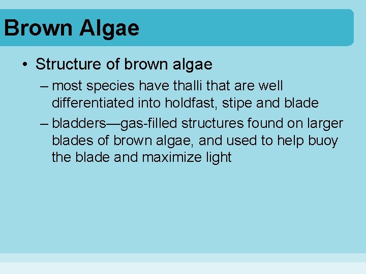 Brown Algae • Structure of brown algae – most species have thalli that are