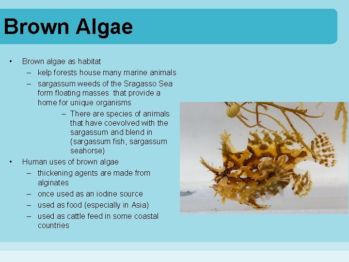 Brown Algae • • Brown algae as habitat – kelp forests house many marine
