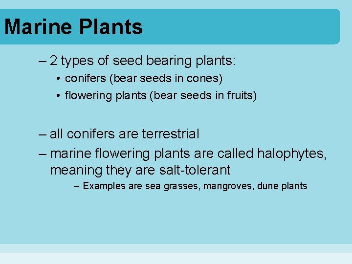 Marine Plants – 2 types of seed bearing plants: • conifers (bear seeds in