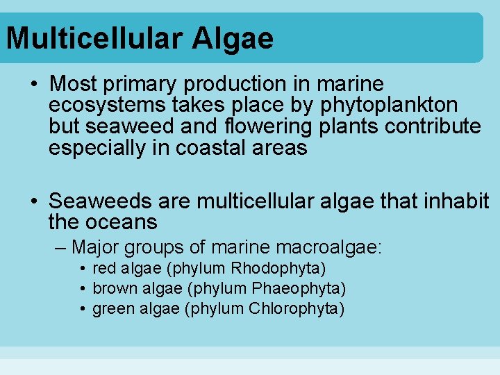 Multicellular Algae • Most primary production in marine ecosystems takes place by phytoplankton but
