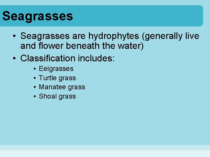Seagrasses • Seagrasses are hydrophytes (generally live and flower beneath the water) • Classification