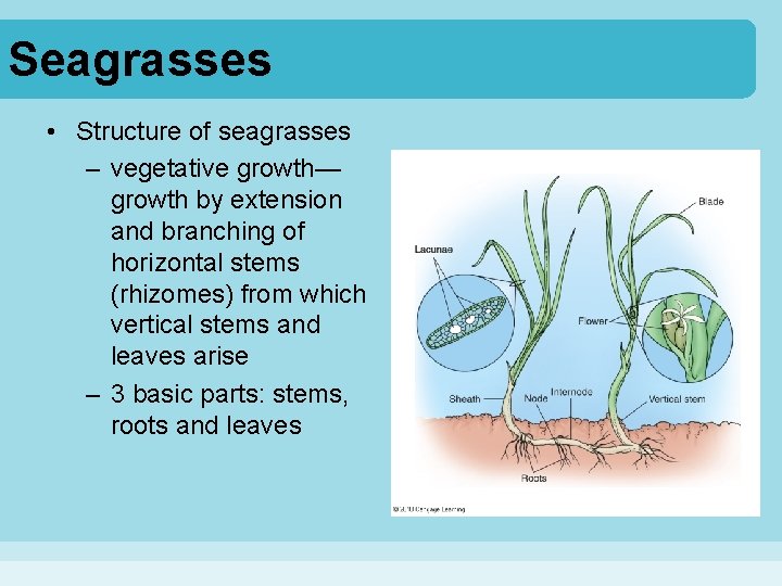 Seagrasses • Structure of seagrasses – vegetative growth— growth by extension and branching of