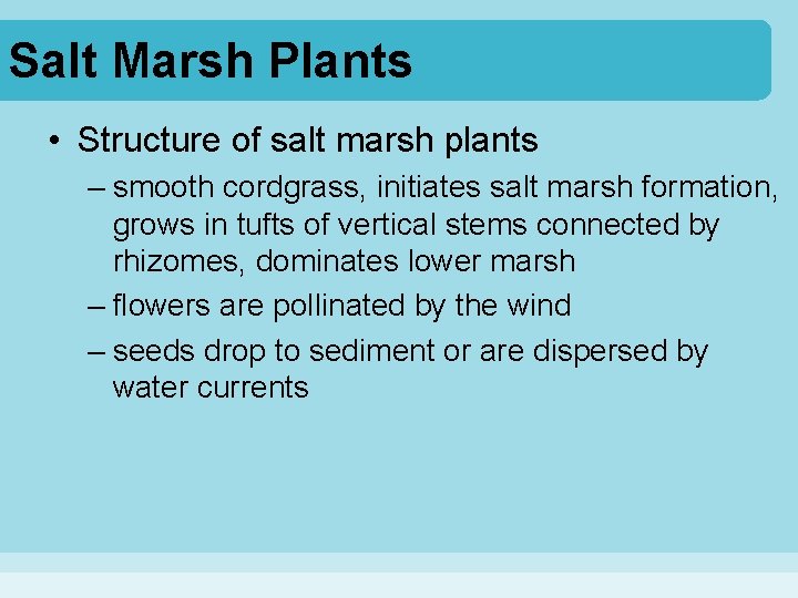 Salt Marsh Plants • Structure of salt marsh plants – smooth cordgrass, initiates salt