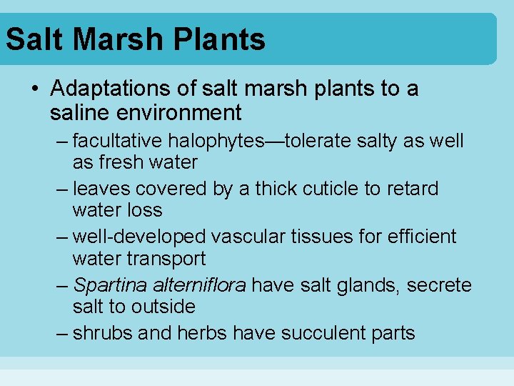 Salt Marsh Plants • Adaptations of salt marsh plants to a saline environment –