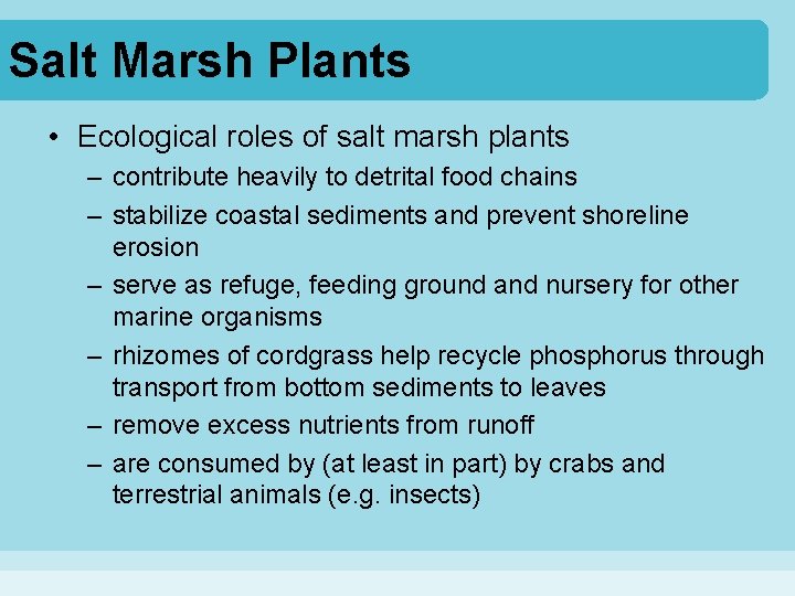 Salt Marsh Plants • Ecological roles of salt marsh plants – contribute heavily to