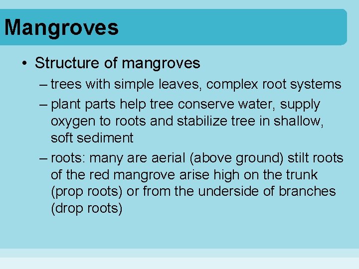Mangroves • Structure of mangroves – trees with simple leaves, complex root systems –