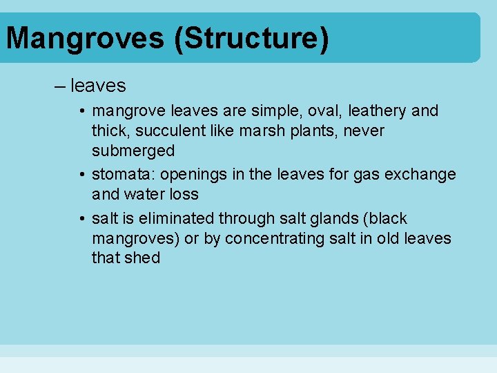 Mangroves (Structure) – leaves • mangrove leaves are simple, oval, leathery and thick, succulent