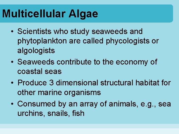 Multicellular Algae • Scientists who study seaweeds and phytoplankton are called phycologists or algologists