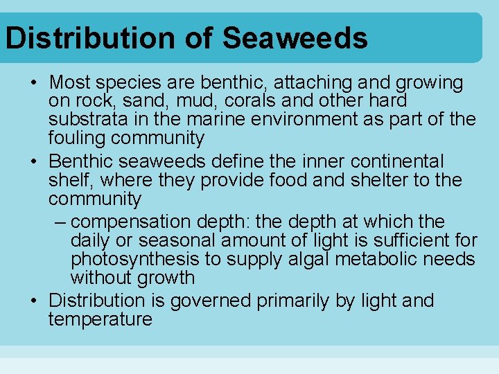 Distribution of Seaweeds • Most species are benthic, attaching and growing on rock, sand,