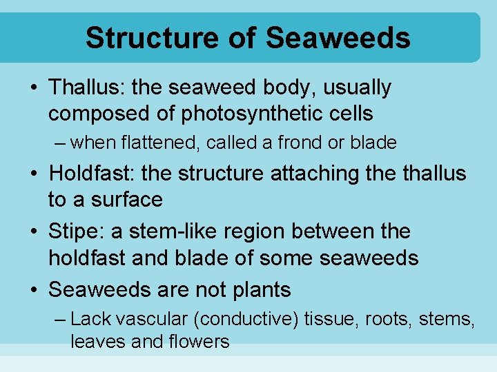 Structure of Seaweeds • Thallus: the seaweed body, usually composed of photosynthetic cells –