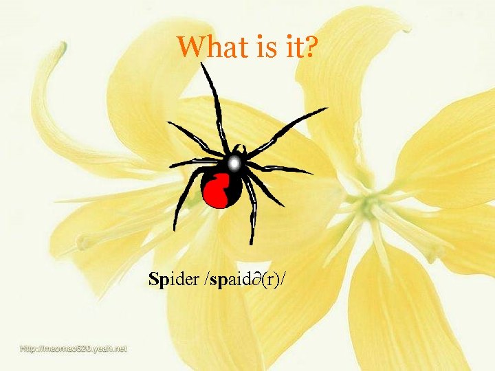 What is it? Spider /spaid∂(r)/ 