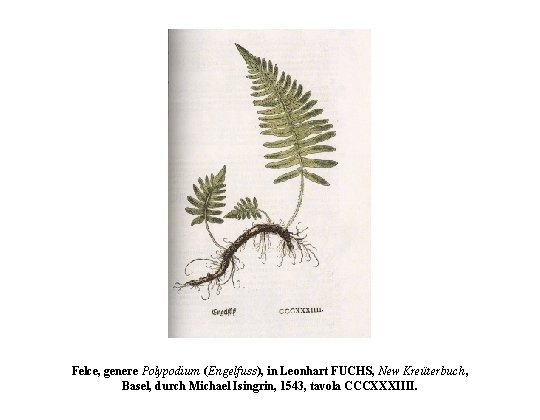 Felce, genere Polypodium (Engelfuss), in Leonhart FUCHS, New Kreüterbuch, Basel, durch Michael Isingrin, 1543,