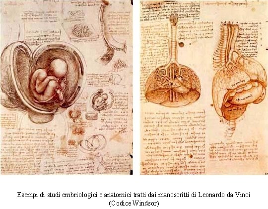 Esempi di studi embriologici e anatomici tratti dai manoscritti di Leonardo da Vinci (Codice